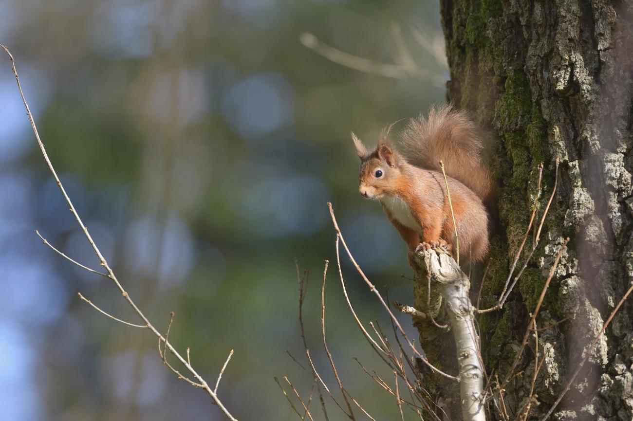 Red squirrel | NatureScot