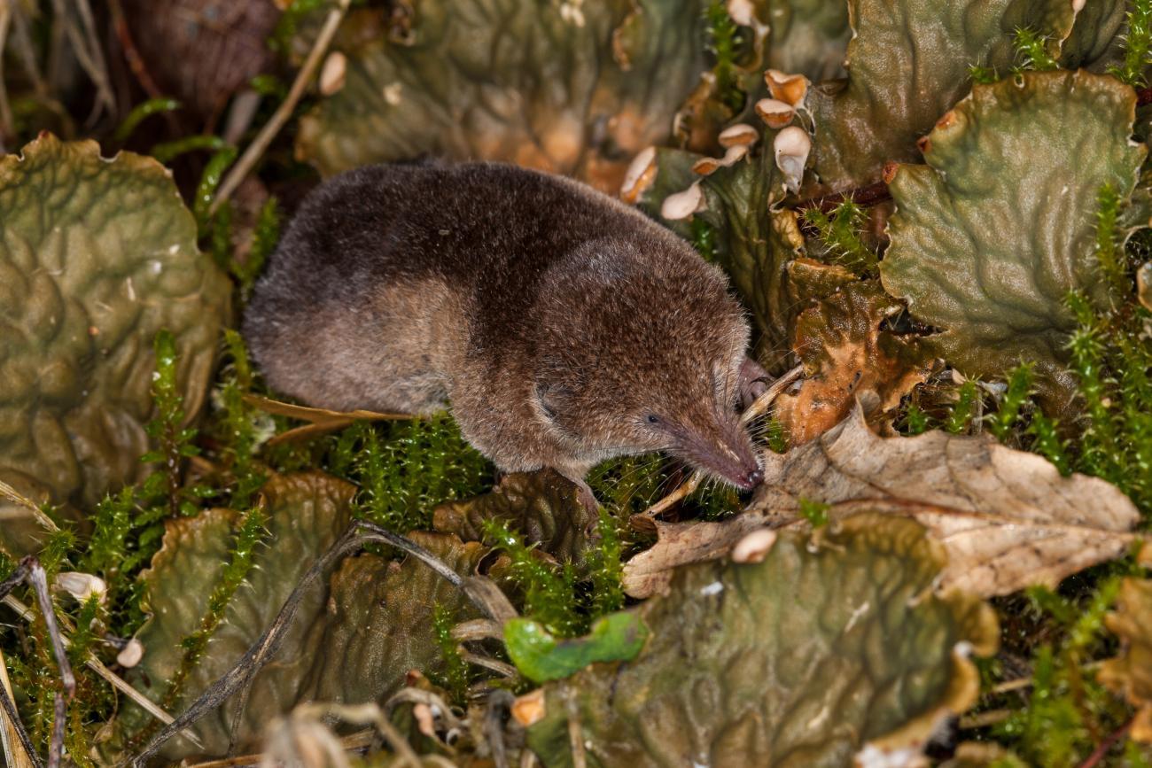 Protected species: shrews | NatureScot