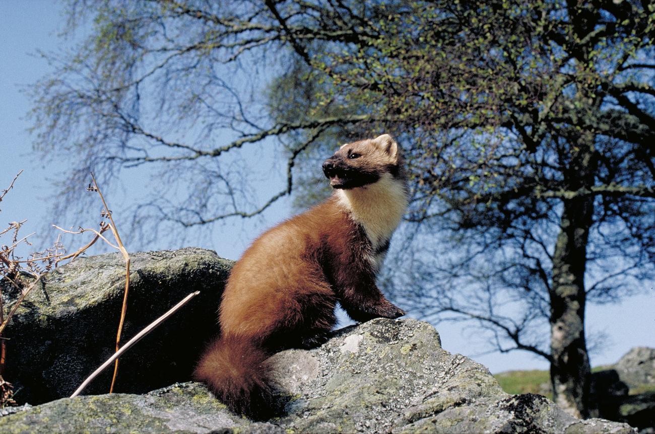 Pine martens and licensing | NatureScot
