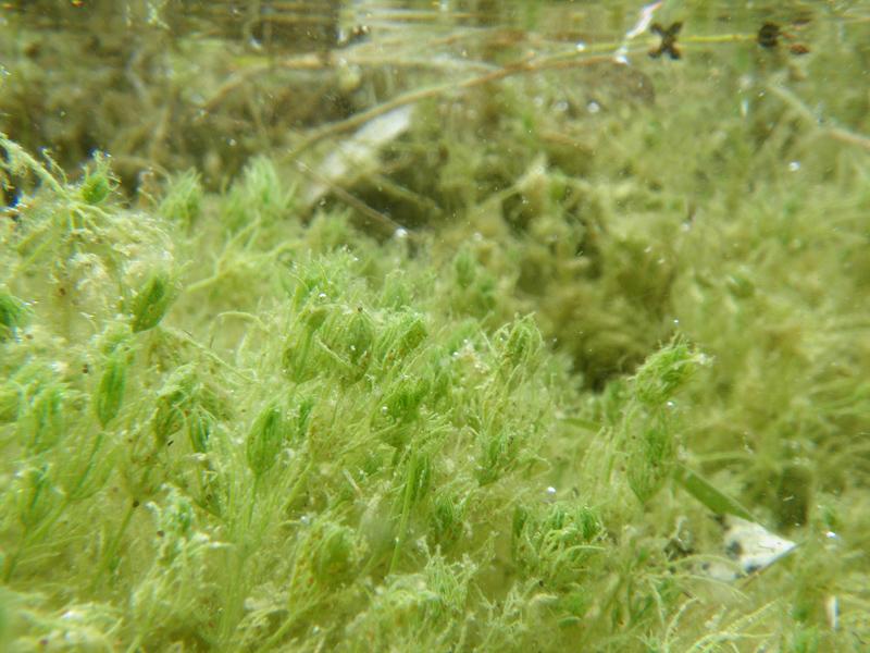 Green algae | NatureScot