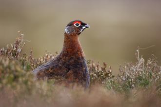 Red Grouse (lagopus lagopus scoticus) resting in heather moorland. ©Lorne Gill/SNH