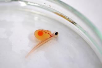 Petri dish containing a hatched Atlantic salmon egg. 