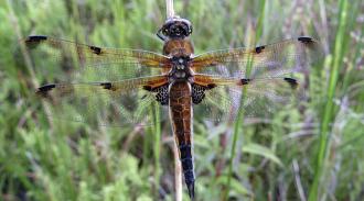 Dragonfly - Four-spotted adult dragonfly. Matt Wilkinson (rspb-images.com) 