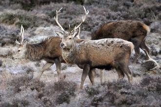 Red stags in winter