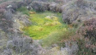 Example of one of the historic lint holes filled with green sphagnum mosses. ©SWT
