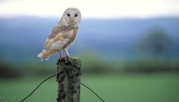 Barn owl, Gallowhill, Tayside. ©Lorne Gill/SNH. For information on reproduction rights contact the Scottish Natural Heritage Image Library on Tel. 01738 444177 or www.nature.scot