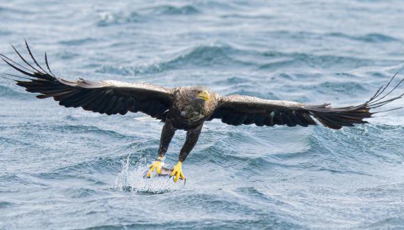 Sea eagle or white tailed eagle in flight with a fish in talons