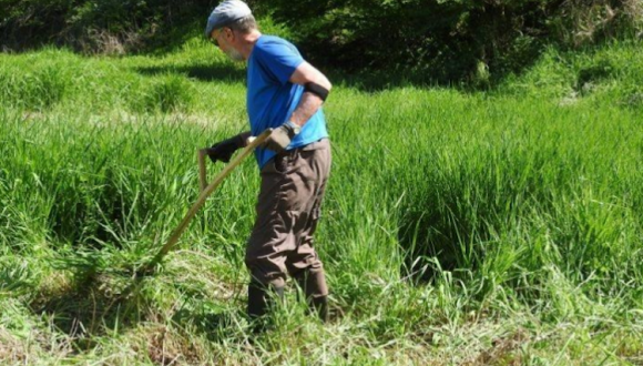 A man using a scythe to cut down long grass.