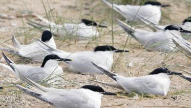 Sandwich Terns (Sterna sandvicensis) at Sands of Forvie NNR