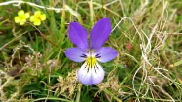 A lone flower that gradients from purple at the top of its petals to white at the bottom with a dash of yellow and dark purple lines emanating from its center.